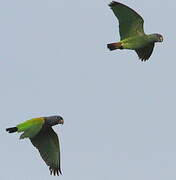 Blue-headed Parrot