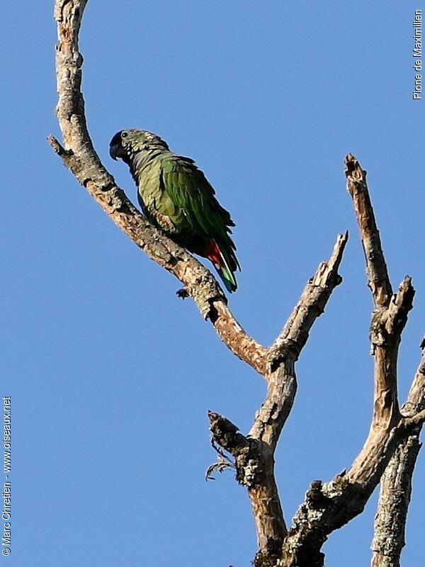 Scaly-headed Parrot