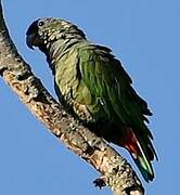 Scaly-headed Parrot