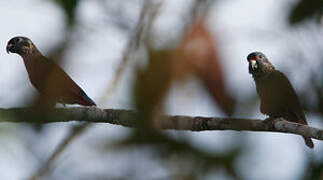 Dusky Parrot