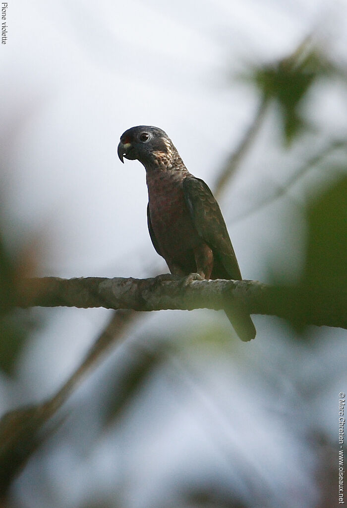 Dusky Parrot