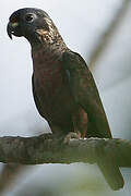 Dusky Parrot