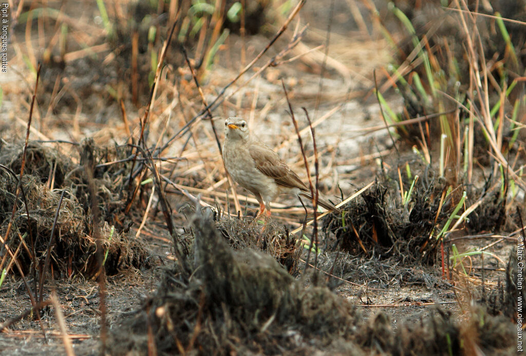 Pipit à longues pattesadulte