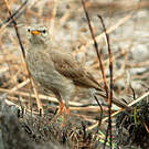 Pipit à longues pattes