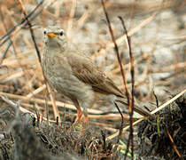 Long-legged Pipit