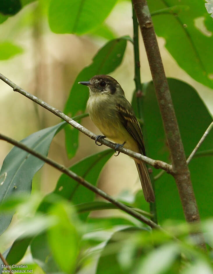 Pipromorphe à tête bruneadulte, identification