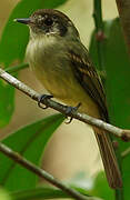 Sepia-capped Flycatcher