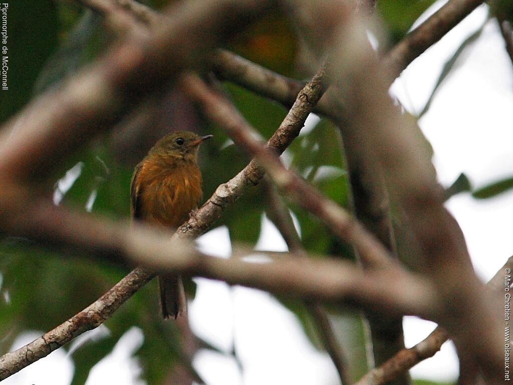 McConnell's Flycatcher