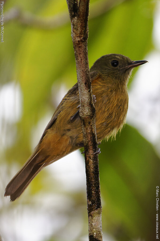 McConnell's Flycatcher