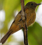 McConnell's Flycatcher