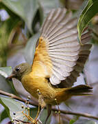 McConnell's Flycatcher