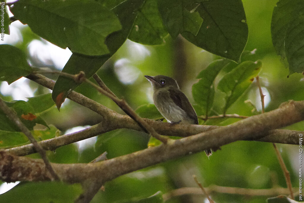 Eastern Olivaceous Flatbill