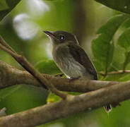 Eastern Olivaceous Flatbill