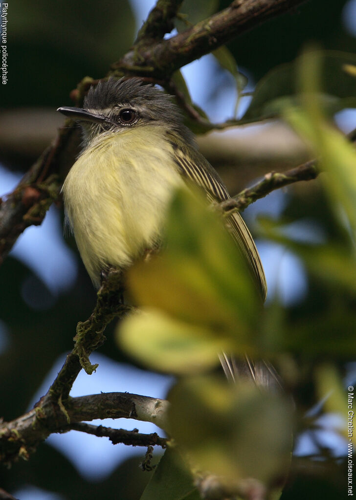 Grey-crowned Flatbill