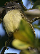 Grey-crowned Flatbill