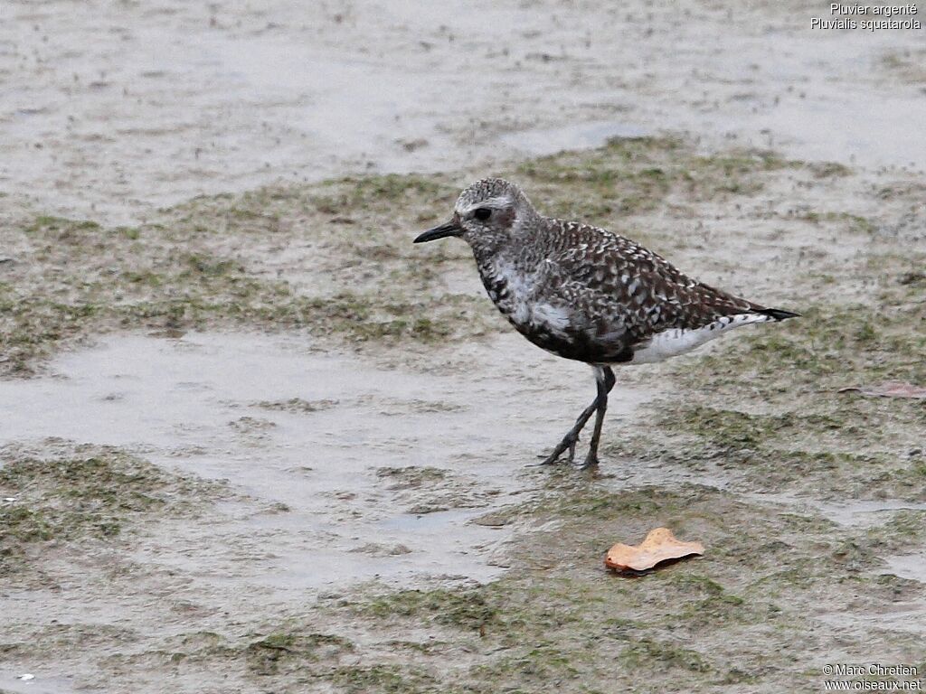 Grey Plover