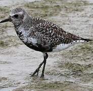 Grey Plover