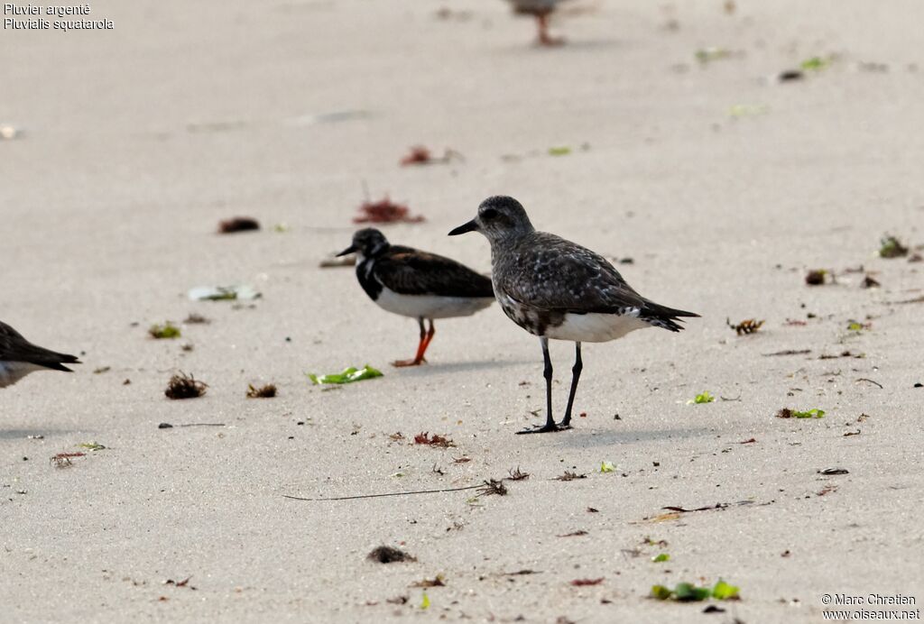 Grey Ploveradult, identification