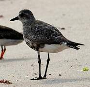 Grey Plover