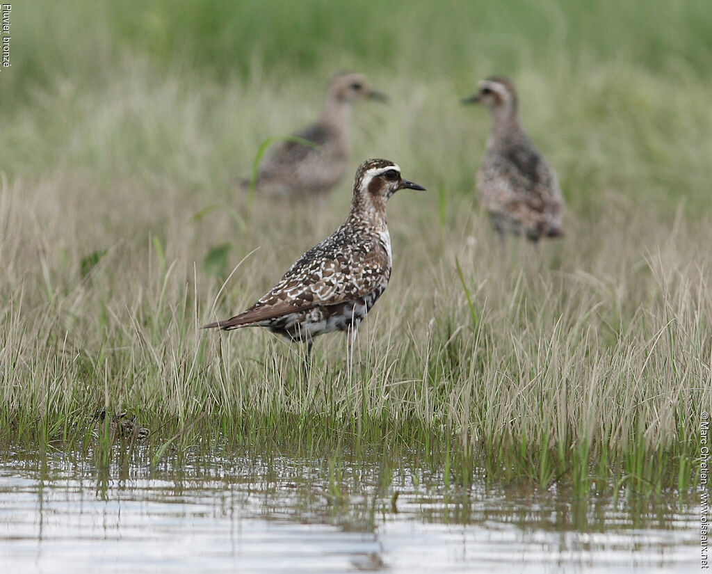 American Golden Plover