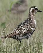 American Golden Plover