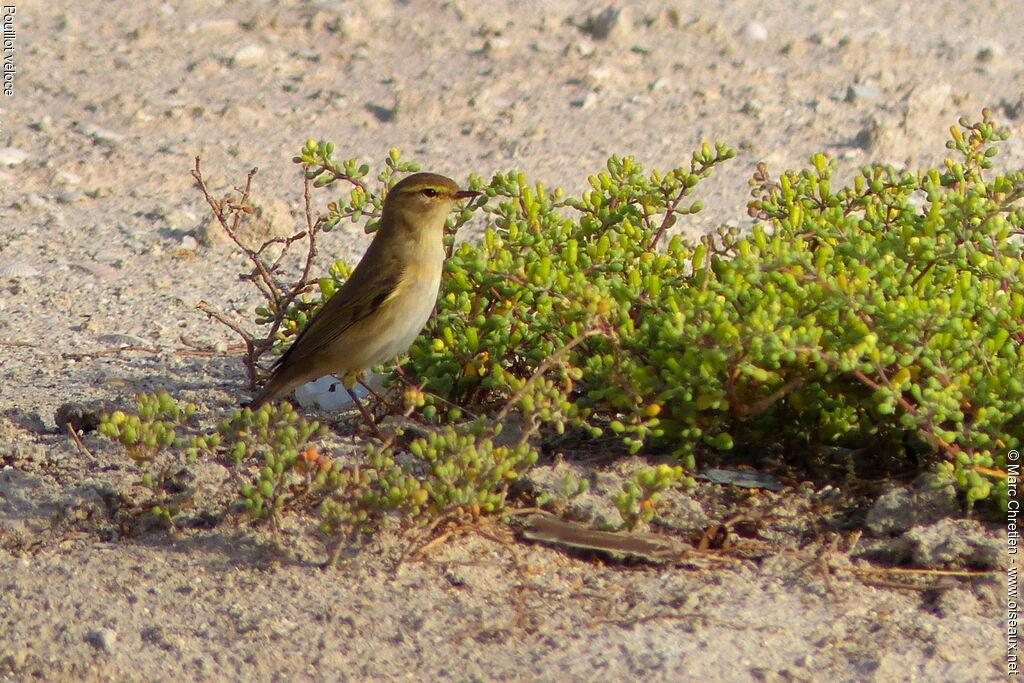 Common Chiffchaff