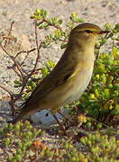 Common Chiffchaff