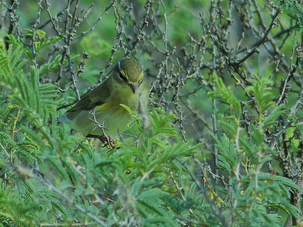 Common Chiffchaff