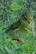 Common Chiffchaff