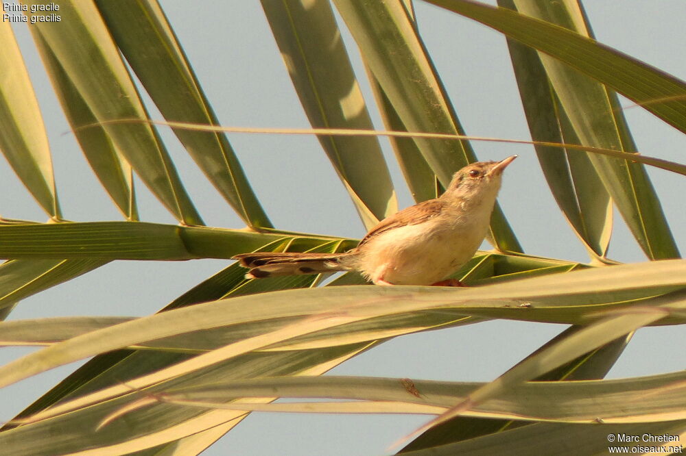 Prinia gracile