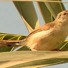 Prinia gracile