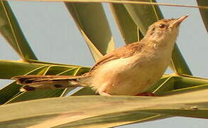 Graceful Prinia