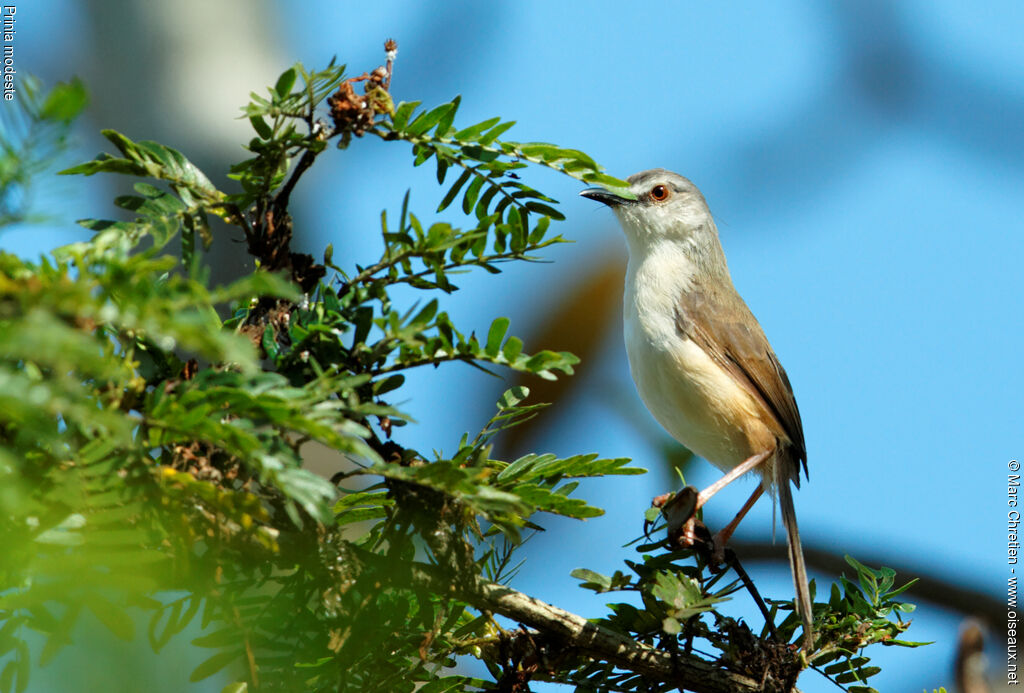 Prinia modeste