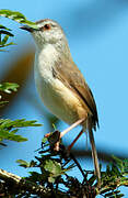 Tawny-flanked Prinia