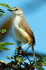 Prinia modeste