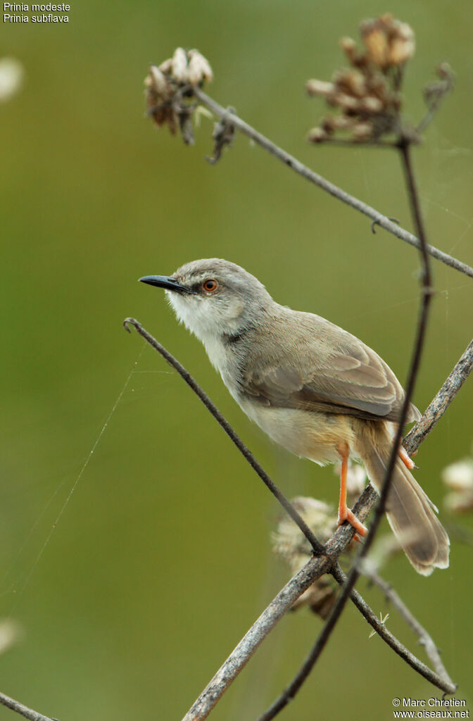 Tawny-flanked Prinia