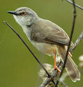 Tawny-flanked Prinia