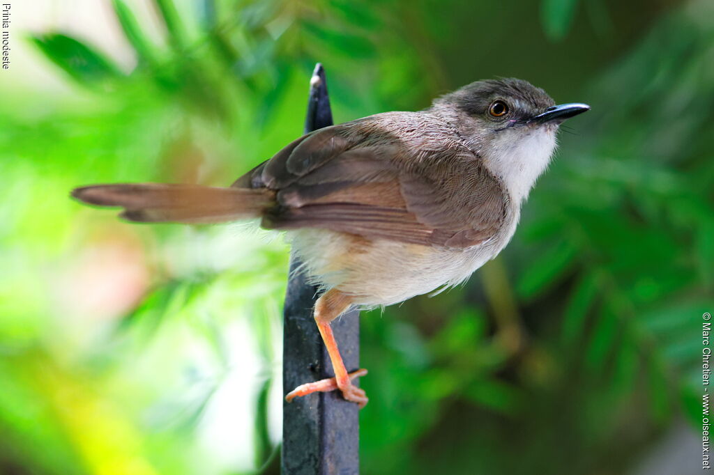 Prinia modeste