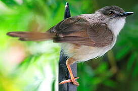 Prinia modeste