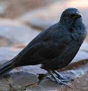 Chopi Blackbird