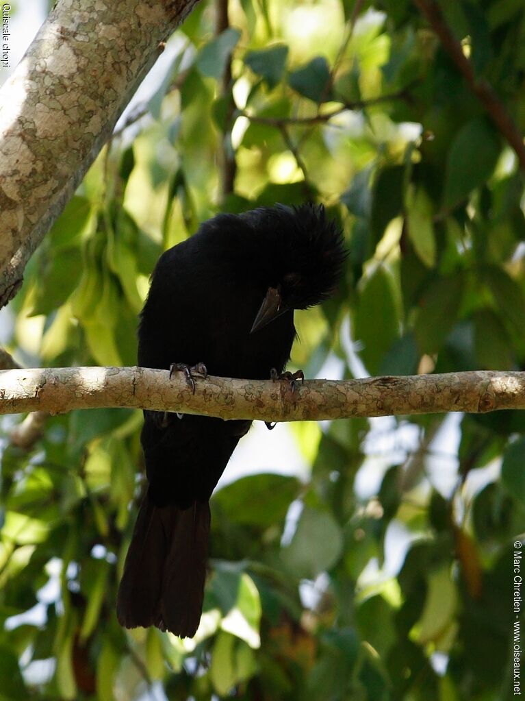 Chopi Blackbird