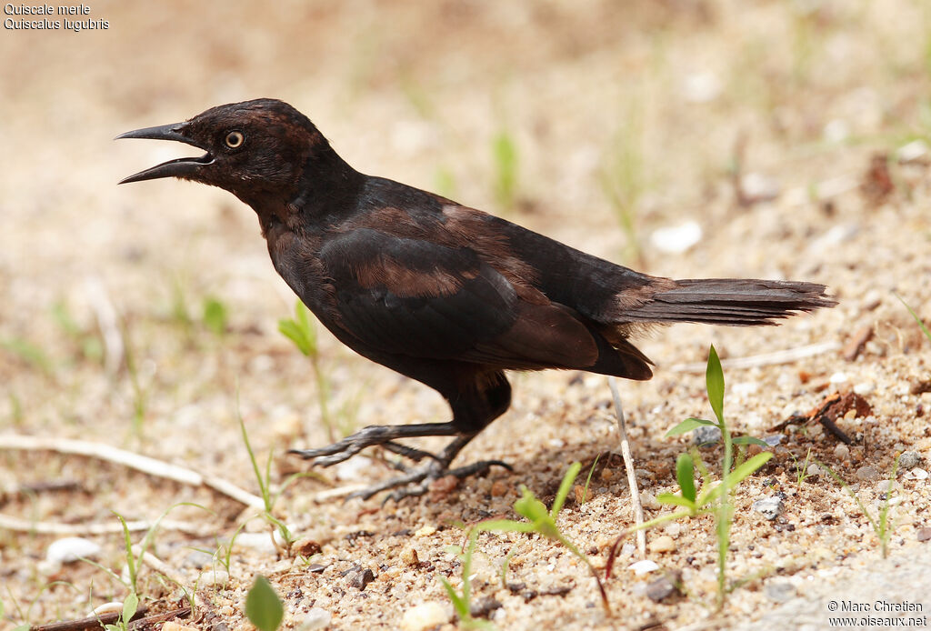 Carib Grackle