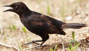 Carib Grackle