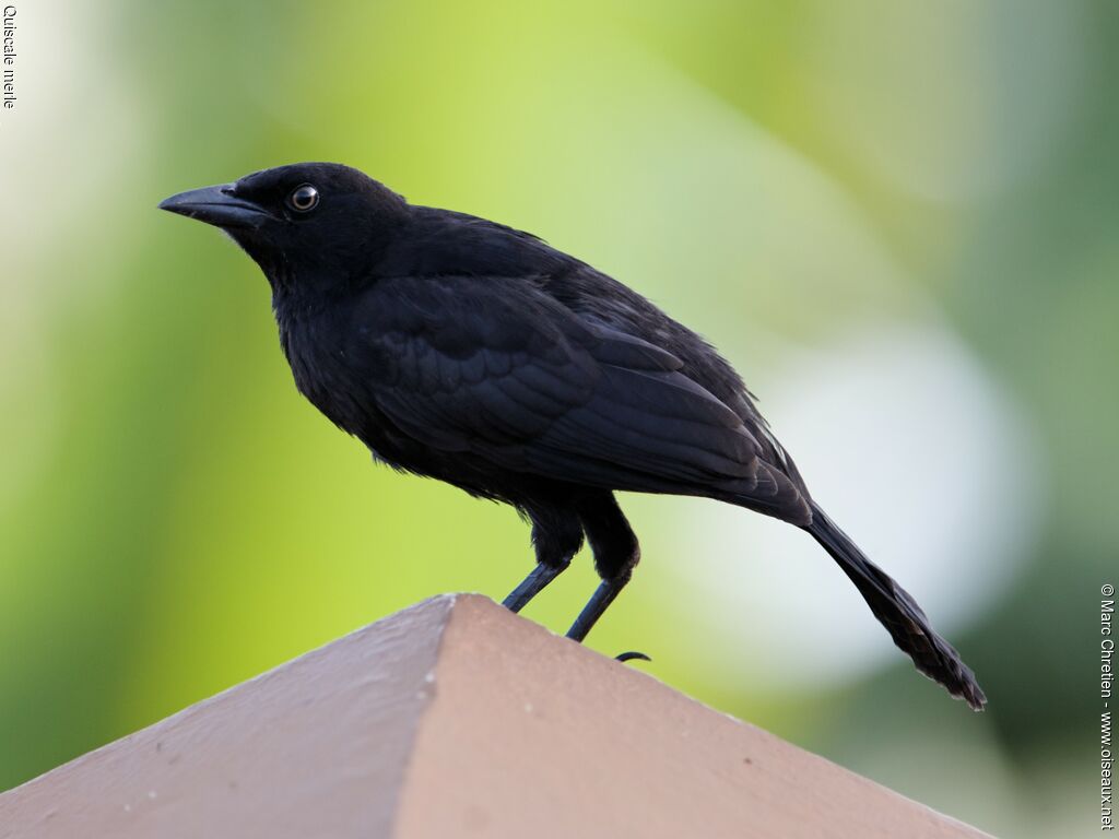 Carib Grackle