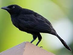 Carib Grackle