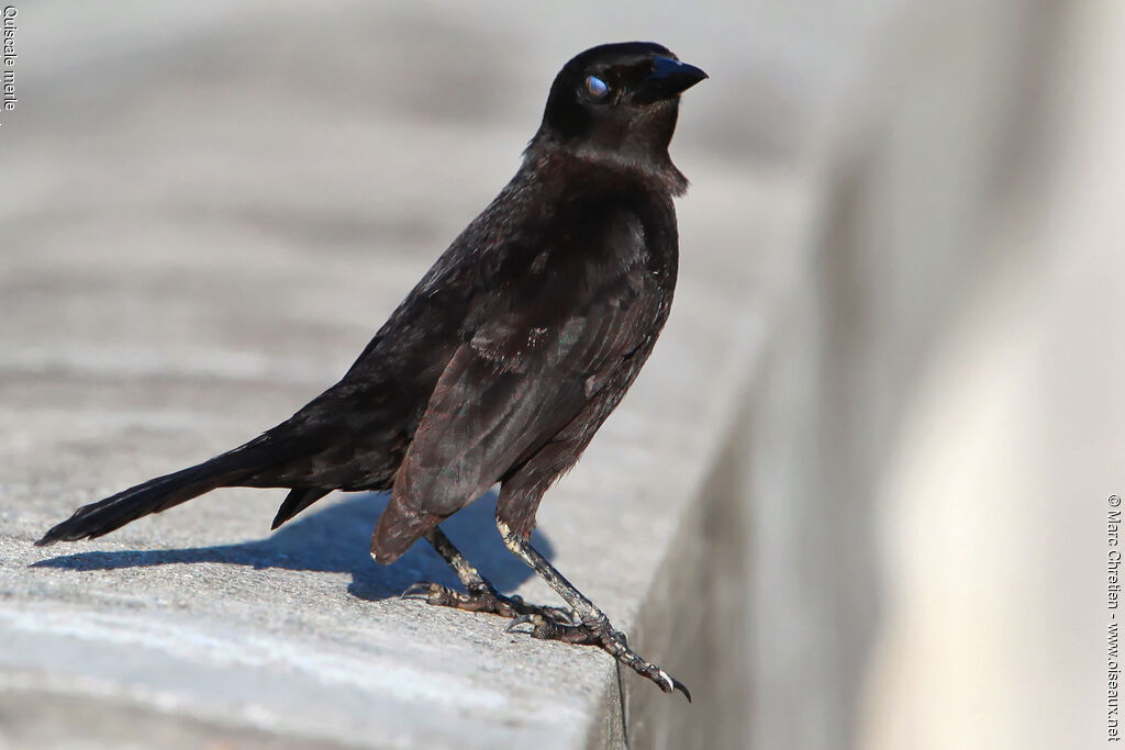 Carib Grackleadult