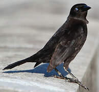 Carib Grackle