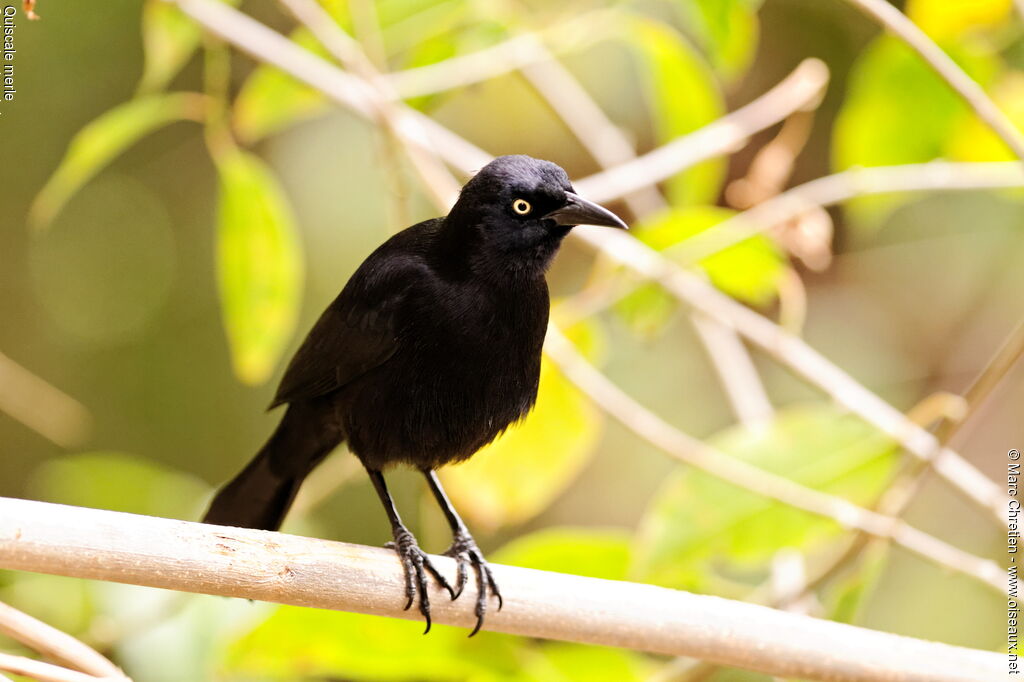 Carib Grackle