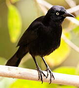 Carib Grackle