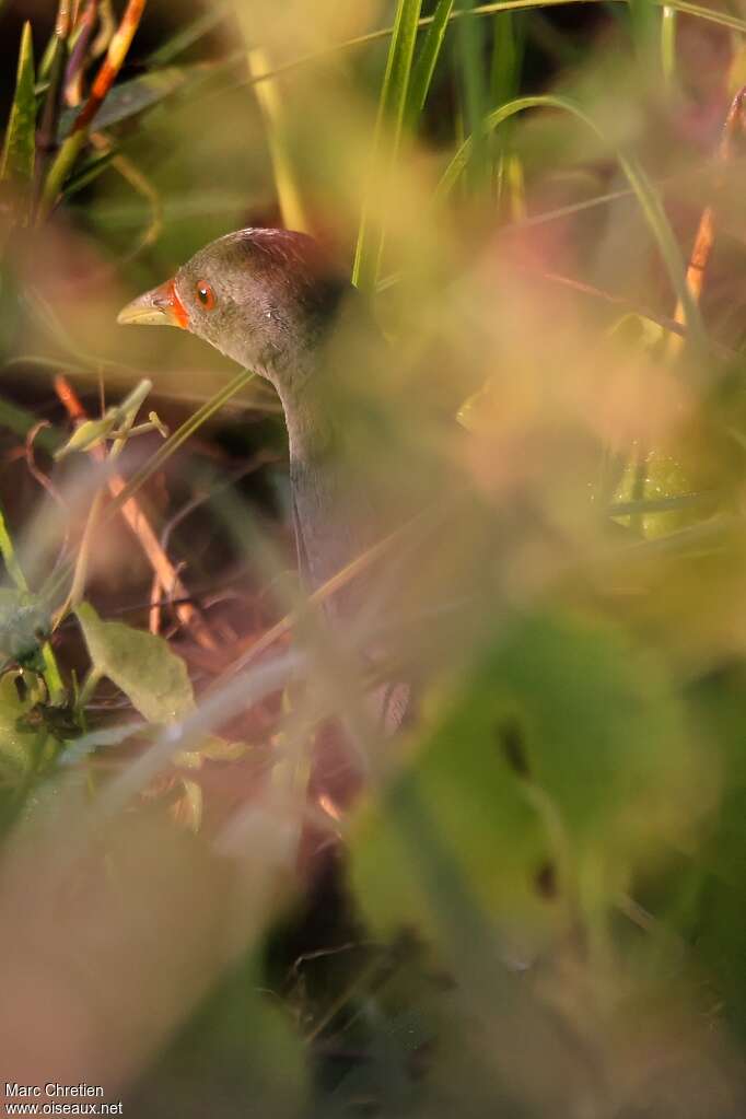 Paint-billed Crakeadult